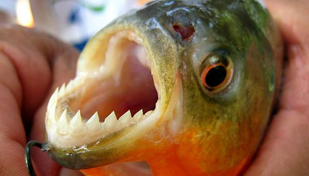 Palometa mostrando los dientes