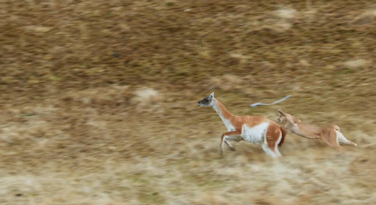 Puma cazando un guanaco