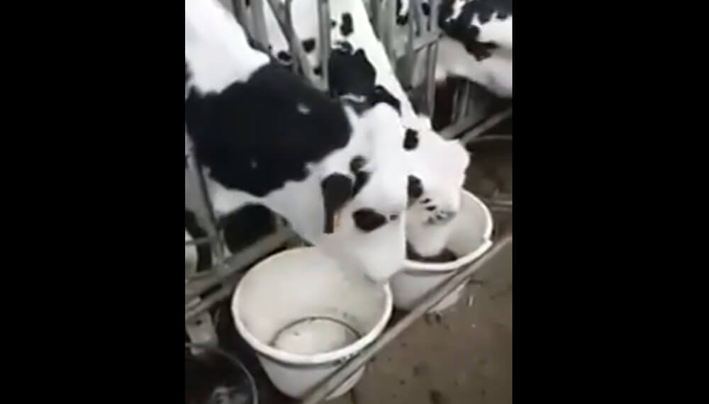 vaca robando alimento