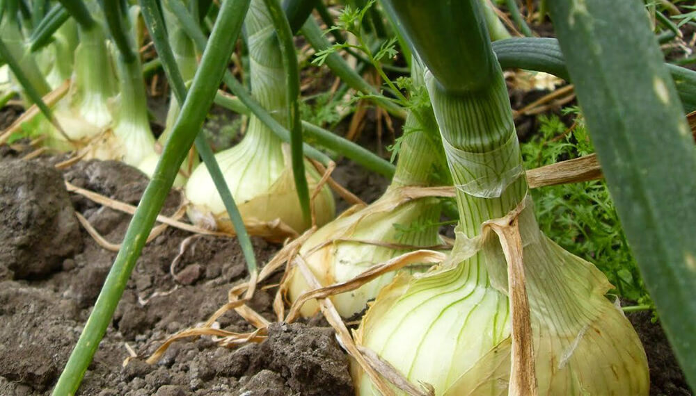 cebollas en el suelo