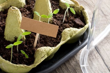 Cómo hacer un semillero paso a paso con materiales reciclados