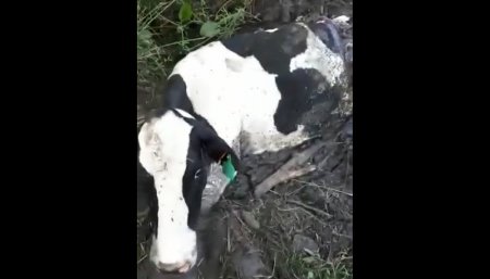 Vaca Uruguay Inseguridad Rural