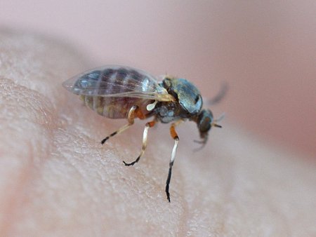 Jején, barigüí, paquita, simúlido, mosca negra