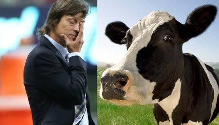 Almeyda Lecheria Tambo