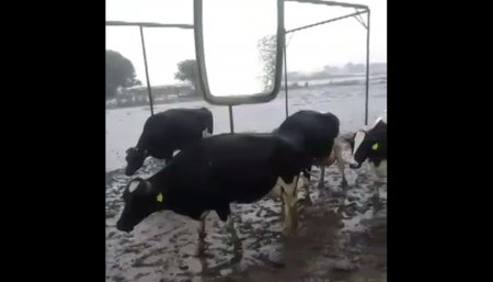 Tambo lluvias Rufino Santa Fe Lecheria