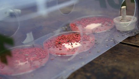 caja con moscas Lobesia botrana