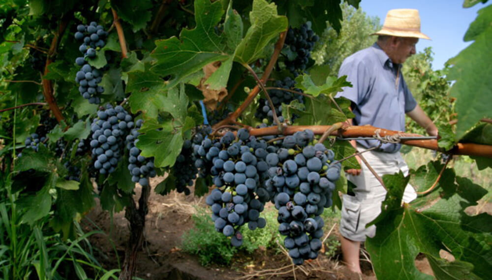 "Esta fue la cosecha más baja de la que se tenga registro en la historia de la vitivinicultura" 2 viñedos mendoza