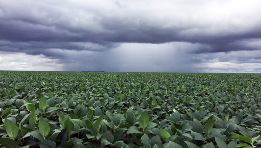 lluvias campo soja