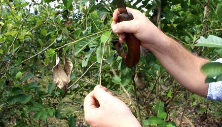 planta de yerba mate dañada por el mal de la tela