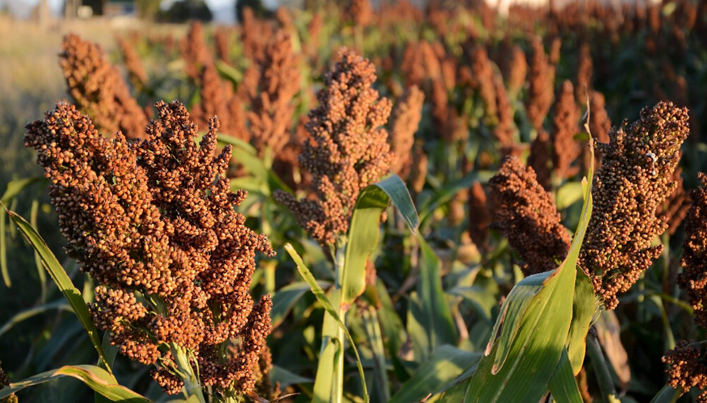 "El sorgo escobero", un cultivo histórico de la Argentina relacionado con la celebración de Halloween 1 cultivo sorgo