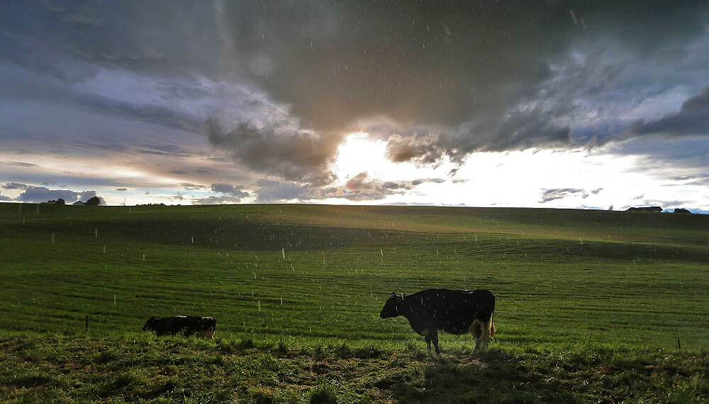 campo lluvia vacas