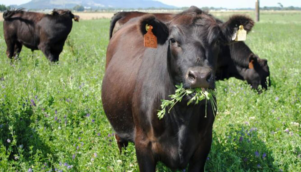 vaca comiendo alfalfa con malezas