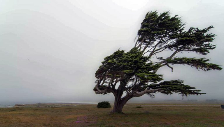 árbol viento