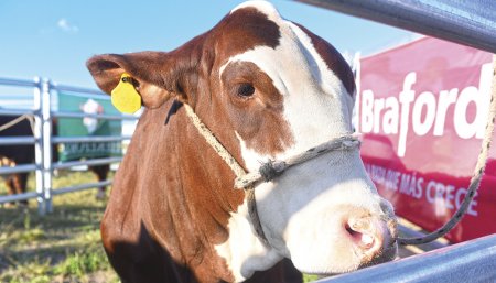 Expoagro - Ganadería - Biogénesis Bagó