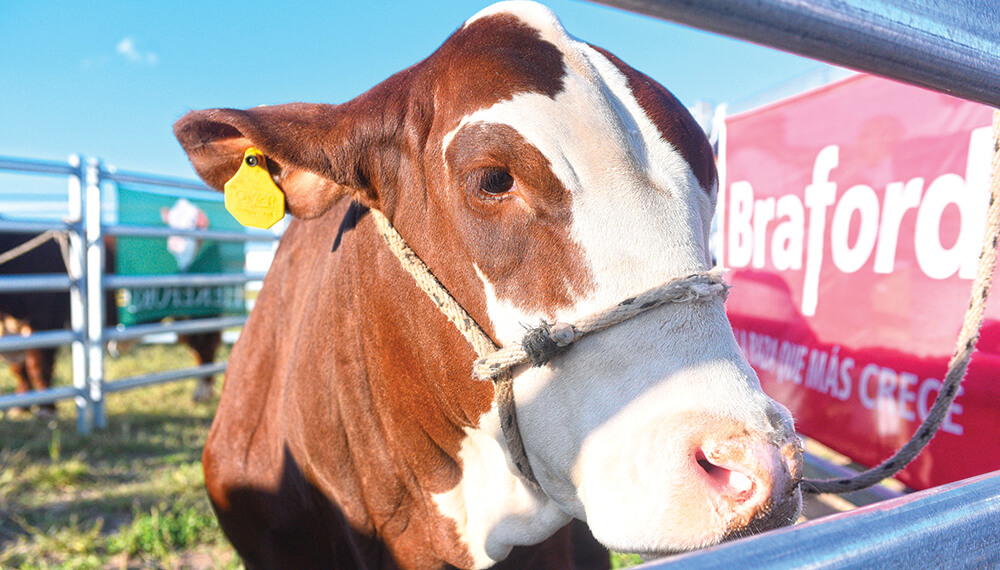 Expoagro - Ganadería - Biogénesis Bagó