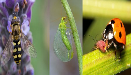 Huerta - Insectos - Plagas