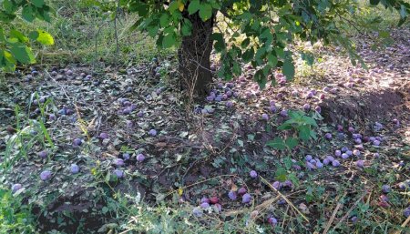 Mendoza - Fuerte granizada afectó a montes frutales
