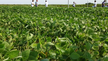Potasio - Soja - Deficiencias del nutriente