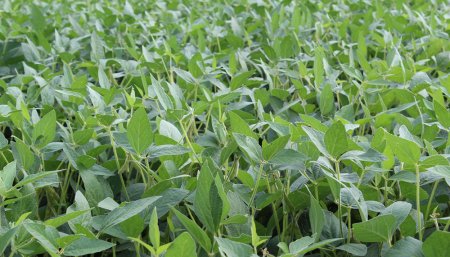 Soja - Tratamiento fungicida de FMC