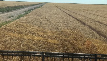 Cosecha de trigo en norpatagonia