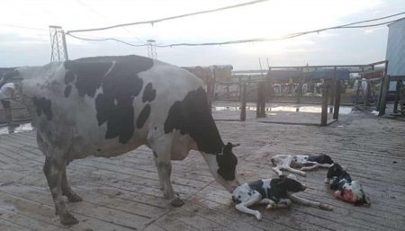 Tambo: Trillizos nacidos en el establecimiento Ribero y Jordan