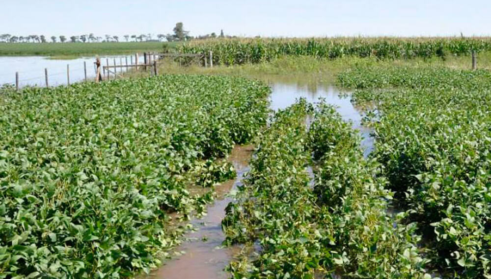 campo de soja inundado