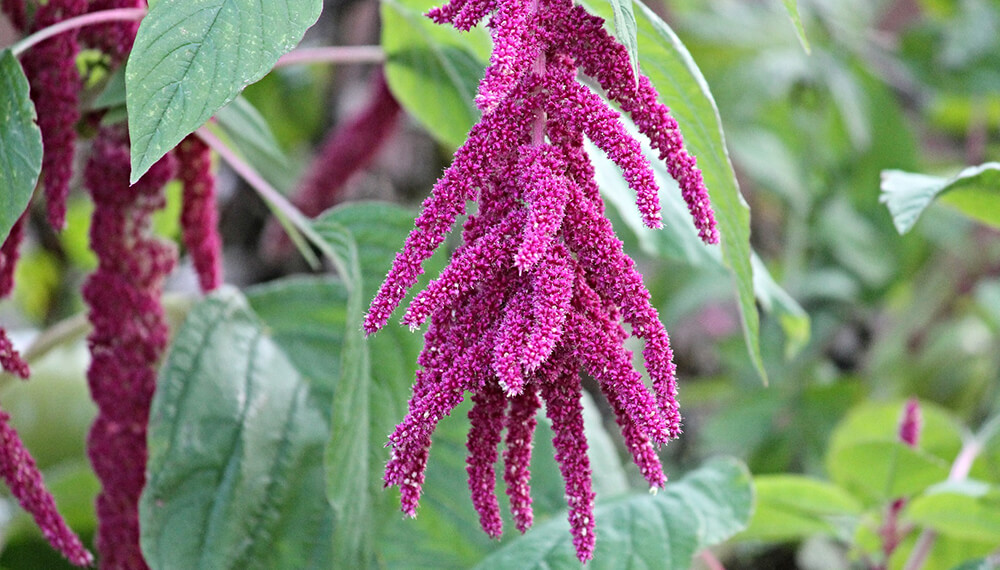 inflorescencia del amaranto