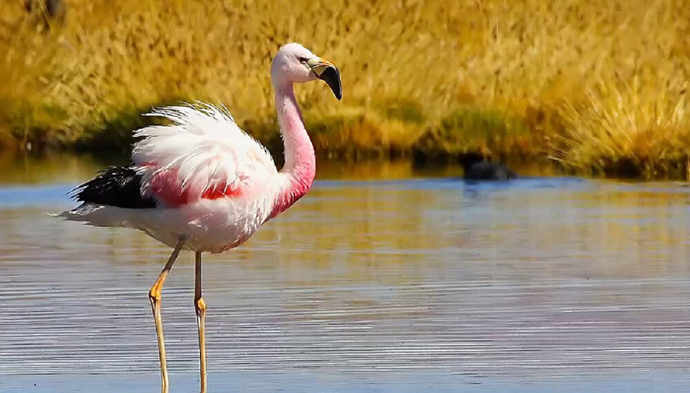 flamenco en el agua