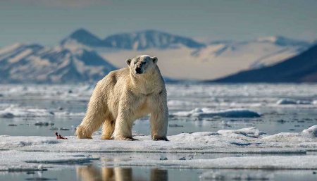Oso polar en el ártico