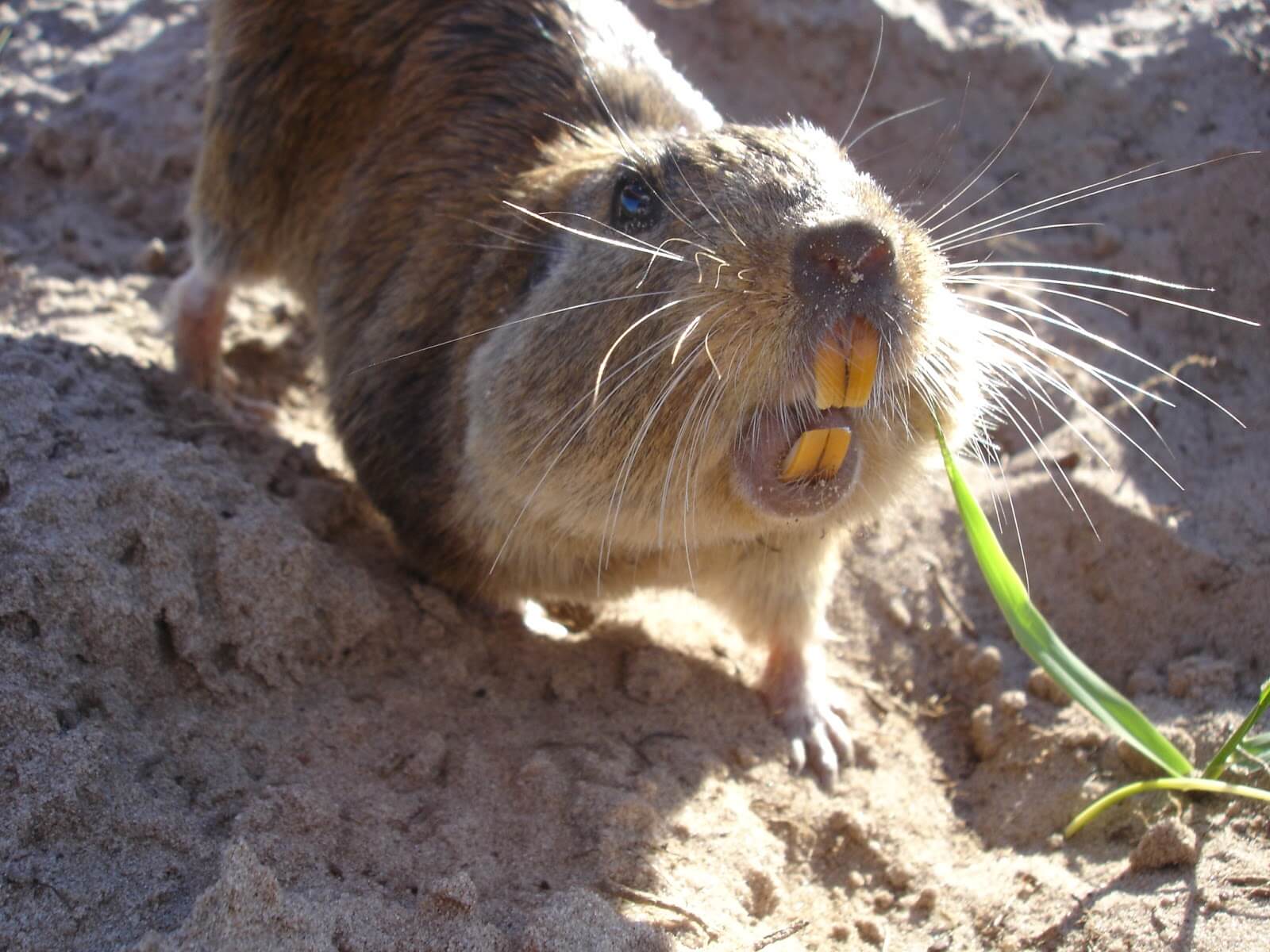 tuco tuco mostrando los dientes