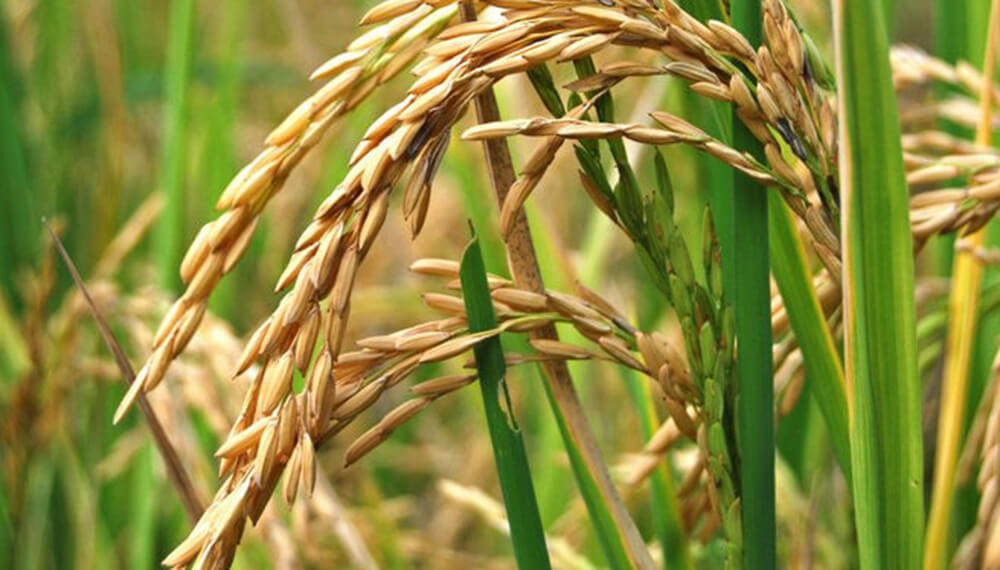 El primer curasemilla biológico para arroz está a punto de salir al mercado