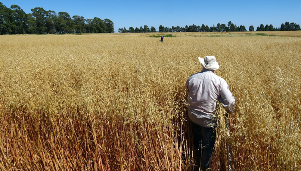 campo de avena