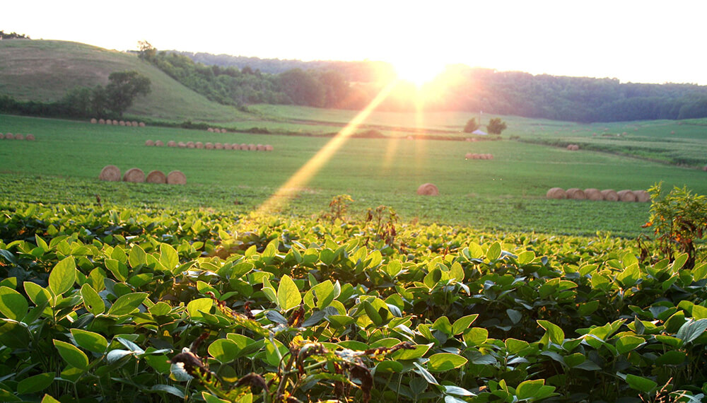 Campo soleado