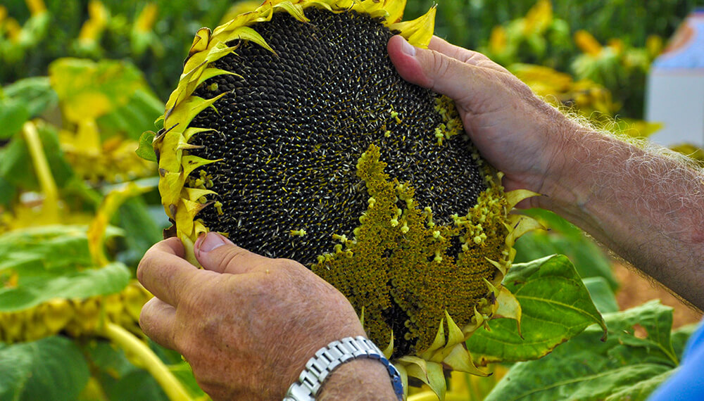 capitulo de girasol