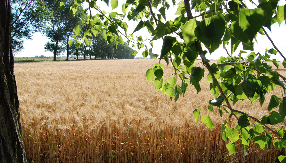 cultivo arboles infocampo