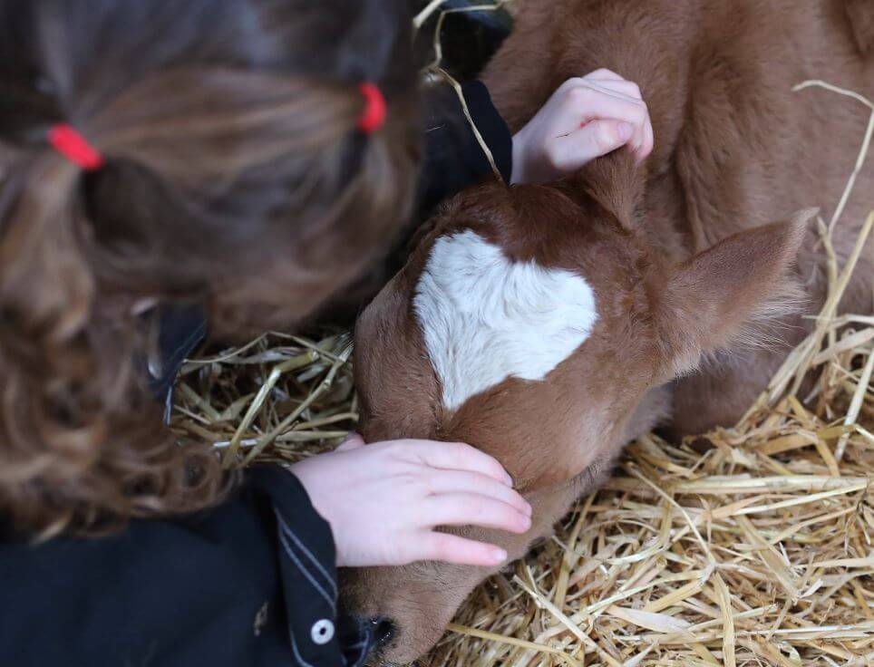 vaca con mancha en forma de corazón