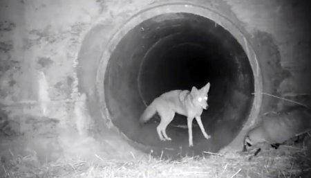 Coyote y tejón bajo una autopista