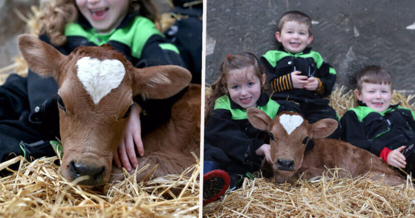 vaca con niños