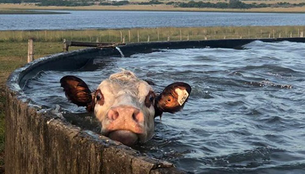 vaca en un tanque australiano