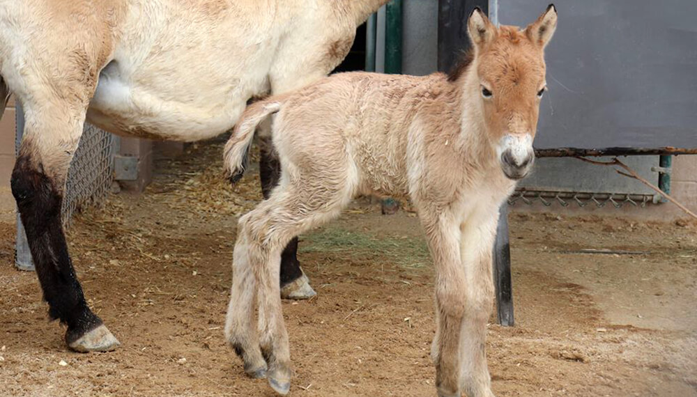 caballo en peligro de extinción