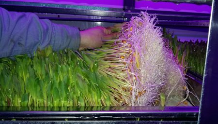 bandeja forraje hidropónico