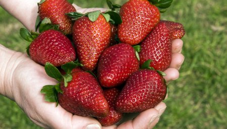 manos sosteniendo frutillas