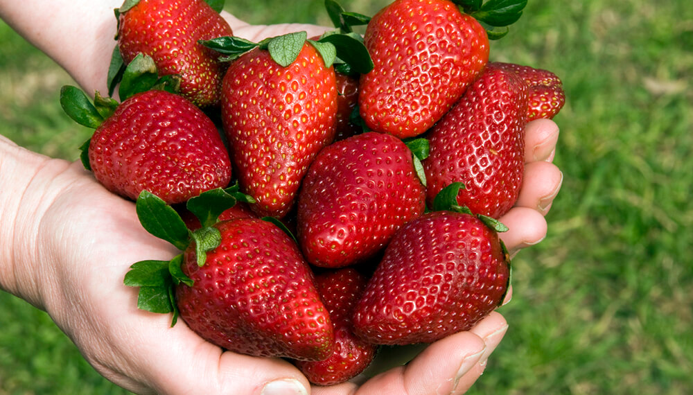 manos sosteniendo frutillas