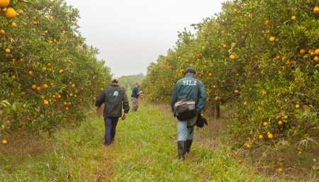 inspectores en un campo del senasa