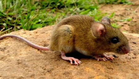 hantavirus infocampo