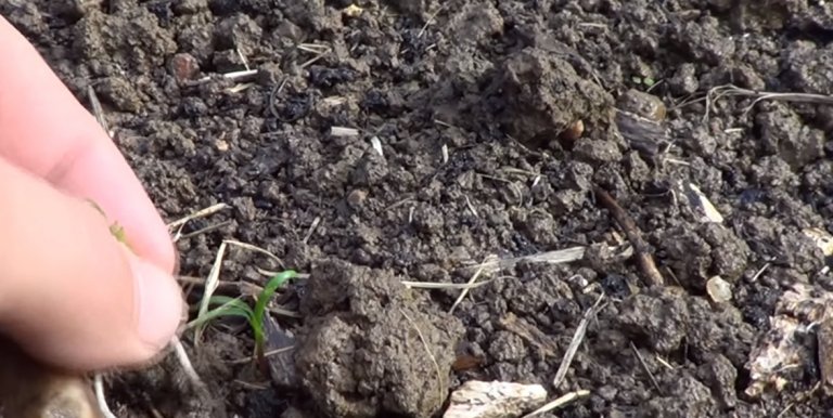 Espinaca, un cultivo fácil y nutritivo para sembrar en febrero