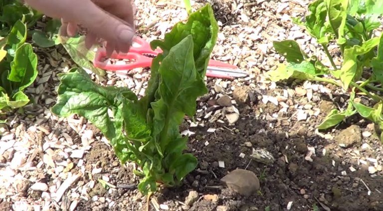 Espinaca, un cultivo fácil y nutritivo para sembrar en febrero