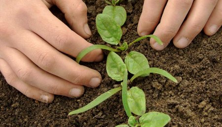 plantines de espinaca