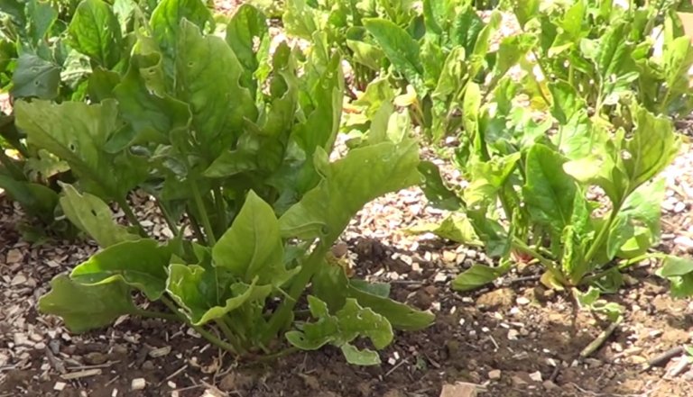 Espinaca, un cultivo fácil y nutritivo para sembrar en febrero