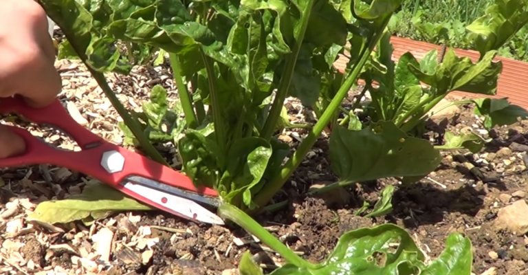 Espinaca, un cultivo fácil y nutritivo para sembrar en febrero